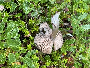  (Entoloma querquedula - O-F-259656)  @11 [ ] by-nc-sa (2023) Unspecified University of Oslo, Natural History Museum