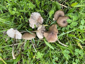 (Entoloma asprellum - O-F-259661)  @11 [ ] by-nc-sa (2023) Unspecified University of Oslo, Natural History Museum