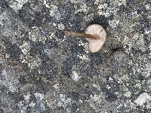  (Entoloma subcuboideum - O-F-259677)  @11 [ ] by-nc-sa (2023) Unspecified University of Oslo, Natural History Museum
