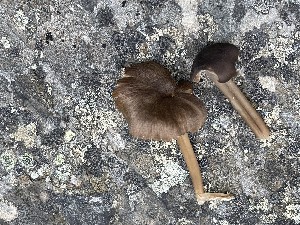  (Entoloma rhombisporum - O-F-259678)  @11 [ ] by-nc-sa (2023) Unspecified University of Oslo, Natural History Museum