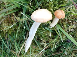  (Cuphophyllus pratensis - O-F-259717)  @11 [ ] by-nc-sa (2023) Unspecified University of Oslo, Natural History Museum