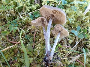  (Entoloma ortonii - O-F-259718)  @11 [ ] by-nc-sa (2023) Unspecified University of Oslo, Natural History Museum