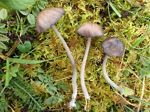  (Entoloma querquedula - O-F-259780)  @11 [ ] by-nc-sa (2023) Unspecified University of Oslo, Natural History Museum