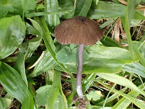  (Entoloma carneogriseum - O-F-259799)  @11 [ ] by-nc-sa (2023) Unspecified University of Oslo, Natural History Museum