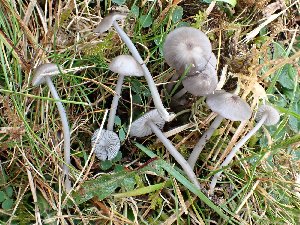  (Entoloma exile - O-F-259811)  @11 [ ] by-nc-sa (2023) Unspecified University of Oslo, Natural History Museum