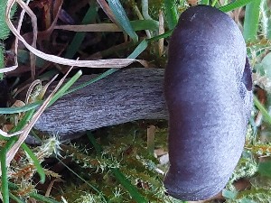  (Entoloma serpens - O-F-259840)  @11 [ ] by-nc-sa (2023) Unspecified University of Oslo, Natural History Museum