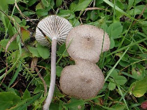  (Entoloma griseocyaneum - O-F-259844)  @11 [ ] by-nc-sa (2023) Unspecified University of Oslo, Natural History Museum