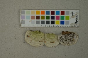  (Trametes hirsuta - O-F-260468)  @11 [ ] by-nc-sa (2023) Unspecified University of Oslo, Natural History Museum
