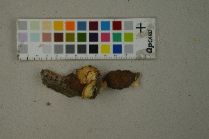  (Antrodiella serpula - O-F-260472)  @11 [ ] by-nc-sa (2023) Unspecified University of Oslo, Natural History Museum