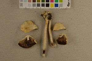  (Agrocybe rivulosa - O-F-260516)  @11 [ ] CreativeCommons - Attribution Non-Commercial Share-Alike (2017) Unspecified University of Oslo, Natural History Museum