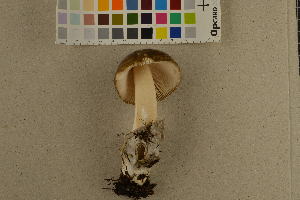  (Amanita submembranacea - O-F-260529)  @11 [ ] CreativeCommons - Attribution Non-Commercial Share-Alike (2017) Unspecified University of Oslo, Natural History Museum
