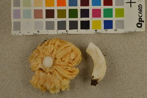  ( - O-F-260535)  @11 [ ] CreativeCommons - Attribution Non-Commercial Share-Alike (2017) Unspecified University of Oslo, Natural History Museum