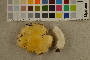 ( - O-F-260535)  @11 [ ] CreativeCommons - Attribution Non-Commercial Share-Alike (2017) Unspecified University of Oslo, Natural History Museum
