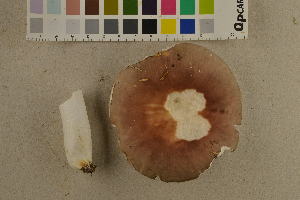  ( - O-F-260549)  @11 [ ] CreativeCommons - Attribution Non-Commercial Share-Alike (2017) Unspecified University of Oslo, Natural History Museum