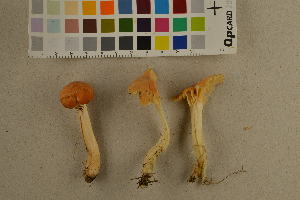  ( - O-F-260551)  @11 [ ] CreativeCommons - Attribution Non-Commercial Share-Alike (2017) Unspecified University of Oslo, Natural History Museum