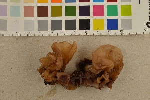  (Phaeotremellaceae - O-F-260565)  @11 [ ] CreativeCommons - Attribution Non-Commercial Share-Alike (2017) Unspecified University of Oslo, Natural History Museum
