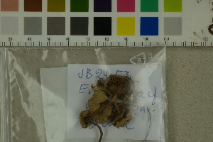  ( - O-F-271448)  @11 [ ] by-nc-sa (2025) Unspecified University of Oslo, Natural History Museum