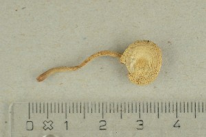  ( - O-F-281712)  @11 [ ] by-nc-sa (2021) Unspecified University of Oslo, Natural History Museum