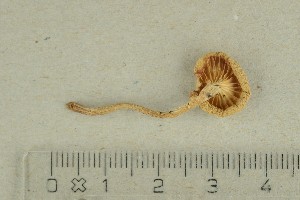  ( - O-F-281712)  @11 [ ] by-nc-sa (2021) Unspecified University of Oslo, Natural History Museum