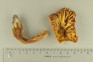  ( - O-F-281841)  @11 [ ] by-nc-sa (2021) Unspecified University of Oslo, Natural History Museum