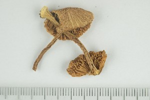  ( - O-F-284594)  @11 [ ] by-nc-sa (2021) Unspecified University of Oslo, Natural History Museum