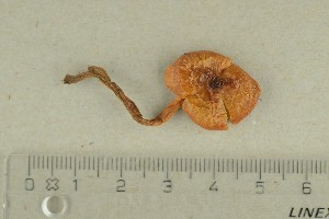  ( - O-F-286209)  @11 [ ] by-nc-sa (2021) Unspecified University of Oslo, Natural History Museum