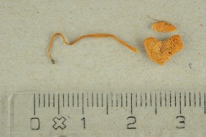  ( - O-F-287172)  @11 [ ] by-nc-sa (2021) Unspecified University of Oslo, Natural History Museum