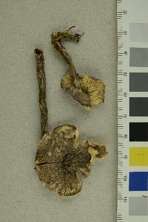 (Lepiota fuscovinacea - O-F-287799)  @11 [ ] CreativeCommons - Attribution Non-Commercial Share-Alike (2019) Unspecified University of Oslo, Natural History Museum