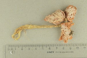  ( - O-F-287904)  @11 [ ] by-nc-sa (2021) Unspecified University of Oslo, Natural History Museum