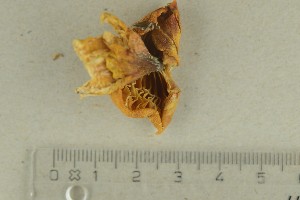  ( - O-F-288358)  @11 [ ] by-nc-sa (2021) Unspecified University of Oslo, Natural History Museum
