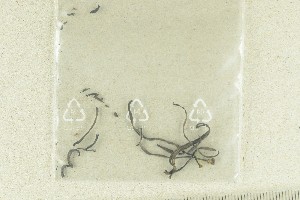  (Clavaria asperulospora - O-F-288517)  @11 [ ] by-nc-sa (2021) Unspecified University of Oslo, Natural History Museum