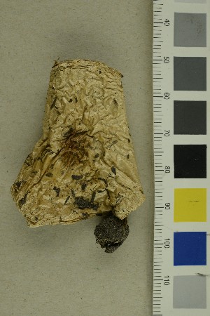  ( - O-F-289321)  @11 [ ] CreativeCommons - Attribution Non-Commercial Share-Alike (2018) Unspecified University of Oslo, Natural History Museum