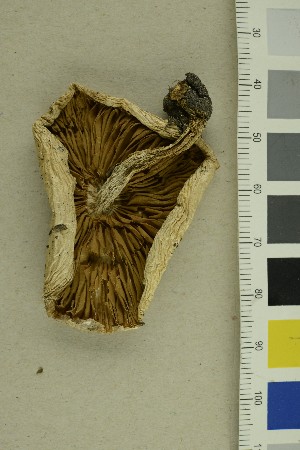  ( - O-F-289321)  @11 [ ] CreativeCommons - Attribution Non-Commercial Share-Alike (2018) Unspecified University of Oslo, Natural History Museum