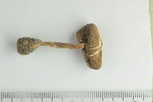  ( - O-F-289533)  @11 [ ] by-nc-sa (2021) Unspecified University of Oslo, Natural History Museum