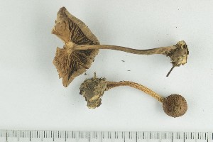  ( - O-F-290876)  @11 [ ] by-nc-sa (2021) Unspecified University of Oslo, Natural History Museum