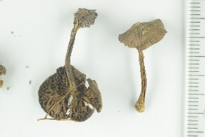  ( - O-F-290980)  @11 [ ] by-nc-sa (2021) Unspecified University of Oslo, Natural History Museum