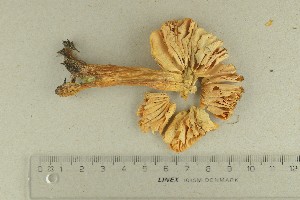  ( - O-F-291525)  @11 [ ] by-nc-sa (2021) Unspecified University of Oslo, Natural History Museum