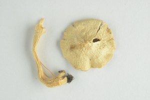  ( - O-F-292308)  @11 [ ] by-nc-sa (2021) Unspecified University of Oslo, Natural History Museum