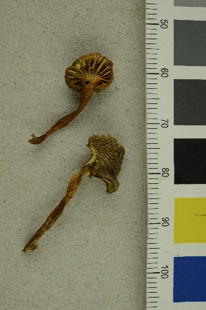  ( - O-F-293238)  @11 [ ] CreativeCommons - Attribution Non-Commercial Share-Alike (2019) Unspecified University of Oslo, Natural History Museum