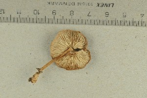  ( - O-F-293294)  @11 [ ] by-nc-sa (2021) Unspecified University of Oslo, Natural History Museum