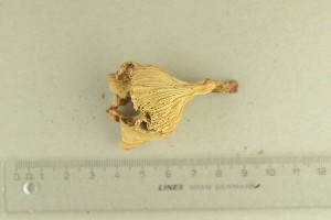 ( - O-F-293909)  @11 [ ] by-nc-sa (2022) Unspecified University of Oslo, Natural History Museum