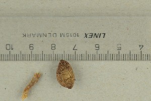  ( - O-F-294145)  @11 [ ] by-nc-sa (2021) Unspecified University of Oslo, Natural History Museum