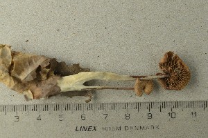  ( - O-F-295801)  @11 [ ] by-nc-sa (2021) Unspecified University of Oslo, Natural History Museum