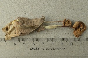  ( - O-F-295801)  @11 [ ] by-nc-sa (2021) Unspecified University of Oslo, Natural History Museum