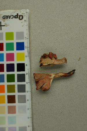  ( - O-F-297389)  @11 [ ] by-nc-sa (2025) Unspecified University of Oslo, Natural History Museum