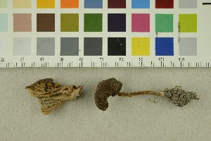  (Entoloma platyphylloides - O-F-300400)  @11 [ ] CreativeCommons - Attribution Non-Commercial Share-Alike (2017) Unspecified University of Oslo, Natural History Museum