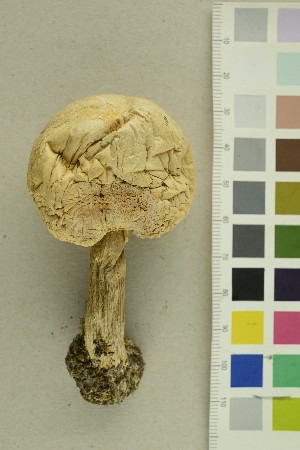  ( - O-F-300589)  @11 [ ] CreativeCommons - Attribution Non-Commercial Share-Alike (2018) Unspecified University of Oslo, Natural History Museum