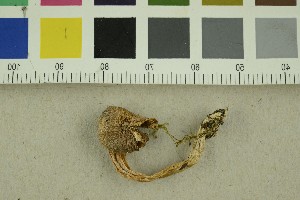  ( - O-F-301173)  @11 [ ] CreativeCommons - Attribution Non-Commercial Share-Alike (2018) Unspecified University of Oslo, Natural History Museum