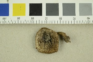  ( - O-F-301188)  @11 [ ] CreativeCommons - Attribution Non-Commercial Share-Alike (2018) Unspecified University of Oslo, Natural History Museum
