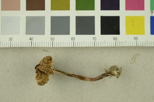  ( - O-F-301276)  @11 [ ] CreativeCommons - Attribution Non-Commercial Share-Alike (2017) Unspecified University of Oslo, Natural History Museum